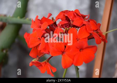 Fleur de pivoine rouge, gros plan avec mise au point sélective et fond flou foncé. Basse clé belle image de pivoine florissante pour la décoration. Pivoine unique luxuriante Banque D'Images