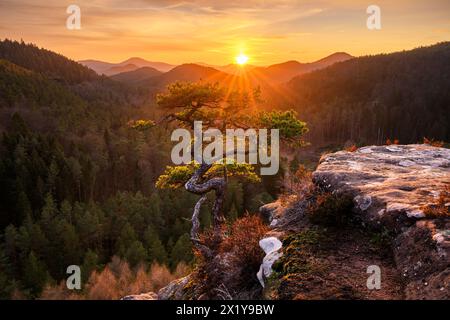 PIN de temps solitaire sur le rocher, Forêt du Palatinat, Rhénanie-Palatinat, Allemagne Banque D'Images