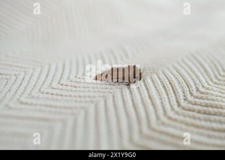 Insecte brun, teigne des vêtements, assis sur un pull en laine blanche, mise au point sélective, concept de ravageur, destruction et dommages aux vêtements dans la maison Banque D'Images