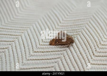 Insecte brun, teigne des vêtements, assis sur un pull en laine blanche, mise au point sélective, concept de ravageur, destruction et dommages aux vêtements dans la maison Banque D'Images