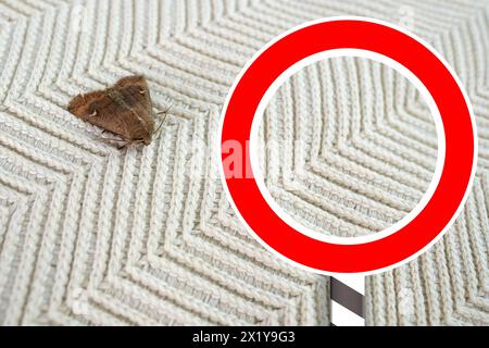 Insecte brun, teigne des vêtements, assis sur un pull en laine blanche, mise au point sélective, panneau rouge STOP, concept de ravageur, destruction et dommages aux vêtements dans le Banque D'Images