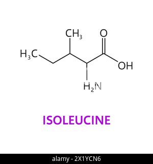 Molécules chimiques d'acides aminés d'isoleucine, structure de chaîne essentielle. Vecteur isolé formule isoleucine c6h13no2, présentant une structure à chaîne ramifiée cruciale pour la synthèse des protéines et le métabolisme musculaire Illustration de Vecteur