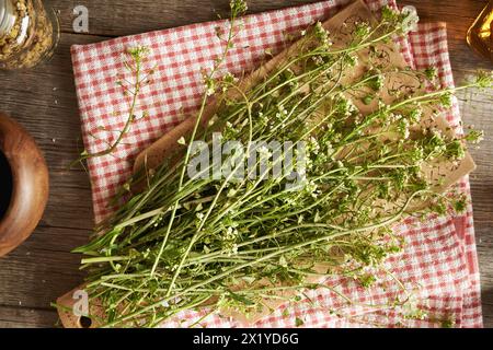 Fleur de bourse de berger herbe sur une table - ingrédient pour la médecine à base de plantes Banque D'Images