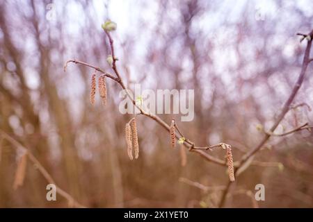 Arbres à floraison printanière du genre Alder, Alnus, chatons brun clair balancent dans l'air sur un fond naturel, concept saisonnier Banque D'Images