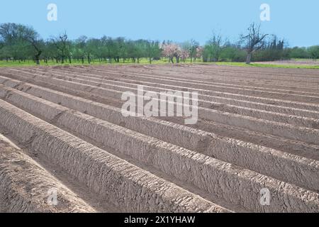 champs labourés et plantés de pommes de terre, terres agricoles des agriculteurs, longues rangées de lits, terres fertiles, concept de production de légumes, économie nationale, récolte Banque D'Images