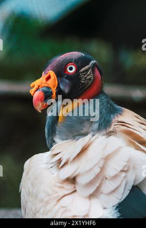 Un roi royal vautours pose dans un zoo, affichant son plumage aux couleurs saisissantes et son regard sévère Banque D'Images