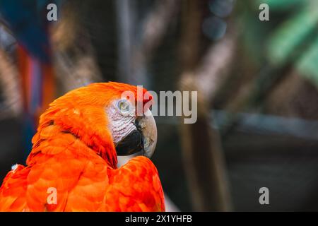 Un aras écarlate prépare ses plumes orange vif, ajoutant une touche de couleur à l'environnement du zoo tropical Banque D'Images