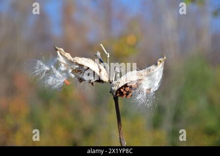 Gousses séchées d'asperges. Graines dans le vent. Banque D'Images