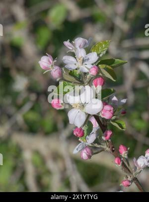 les pommes fleurissent en pleine floraison capturant l'essence du printemps et des nouveaux débuts Banque D'Images