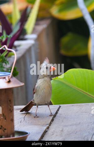 Cardinale du nord femelle se nourrissant à une mangeoire d'oiseaux. Banque D'Images