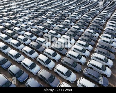 YANTAI, CHINE - 18 AVRIL 2024 - Un grand nombre de voitures électriques BYD attendent d'être expédiées pour l'exportation dans la zone portuaire de Penglai du port de Yantai dans le Shandong pro Banque D'Images