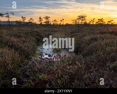 La réserve naturelle « Schwarzes Moor » à la lumière du soir, réserve de biosphère de Rhön, basse-Franconie, Franconie, Bavière, Allemagne Banque D'Images