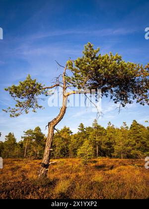 La réserve naturelle « Schwarzes Moor » à la lumière du soir, réserve de biosphère de Rhön, basse-Franconie, Franconie, Bavière, Allemagne Banque D'Images