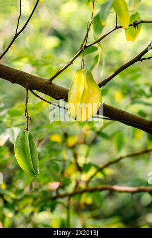 Carambola étoile arbre fruitier cinq doigts plante tropicale exotique biologique Trinité-et-Tobago Banque D'Images