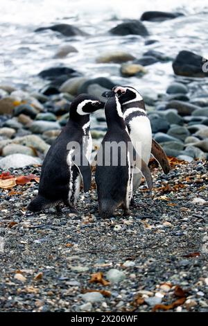 Chili ; Sud du Chili ; région de Magallanes ; détroit de Magellan ; Monumento Natural Los Pinguinos ; Isla Magdalena ; manchots de Magellan sur le rivage Banque D'Images