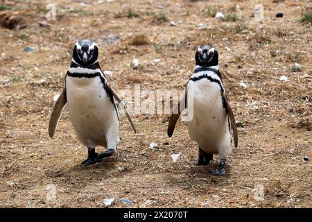 Chili ; Sud du Chili ; région de Magallanes ; détroit de Magellan ; Isla Magdalena; Monumento Natural Los Pinguinos ; couple de manchots magellaniques sur l'île Banque D'Images