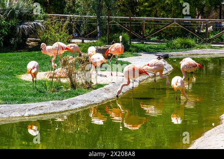 Flot de flamants roses au Zoo Watering Hole Banque D'Images