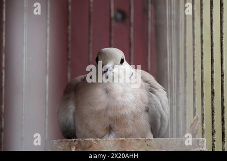 La vue de face du visage d'un pigeon qui incube ses œufs derrière la cage. Banque D'Images