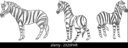 Vecteur d'arrière-plan Seamless Zebra Pattern Illustration de Vecteur