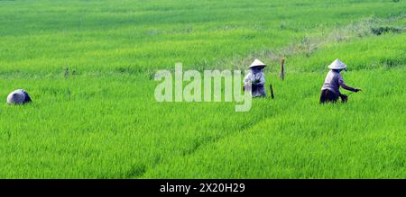 Agriculteurs vietnamiens travaillant dans les rizières près de Hội an, Vietnam. Banque D'Images