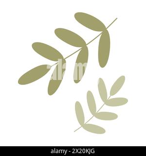Branche de palmier vert plat, feuilles d'acacia de dessin animé. Gros plan illustration isolée sur fond blanc. Elément de conception de botanique vectorielle pour carte, printemps H. Illustration de Vecteur