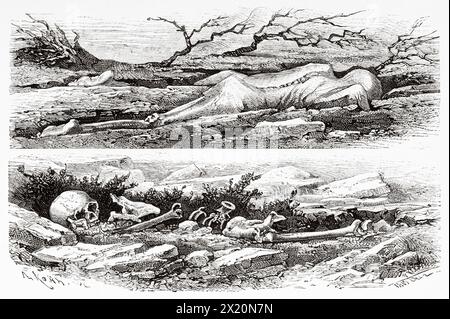 Corps après l'éruption volcanique de Krakatoa en 1883 qui a dévasté l'île de Sebesi, île indonésienne dans le détroit de Sunda, entre Java et Sumatra partie de la province de Lampung. Indonésie. Dessin de Theodor Weber (1838-1907) Krakatau et le détroit de la Sunda 1884 par le journaliste français Edmond Cotteau (1833 - 1896) le Tour du monde 1886 Banque D'Images