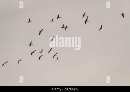 Photo à mise au point sélective. Troupeau d'oiseaux de grue commune volant dans le ciel. Banque D'Images