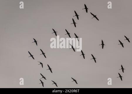 Photo à mise au point sélective. Troupeau d'oiseaux de grue commune volant dans le ciel. Banque D'Images