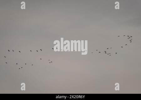 Photo à mise au point sélective. Troupeau d'oiseaux de grue commune volant dans le ciel. Banque D'Images