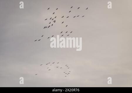 Photo à mise au point sélective. Troupeau d'oiseaux de grue commune volant dans le ciel. Banque D'Images