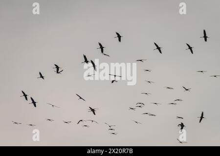 Photo à mise au point sélective. Troupeau d'oiseaux de grue commune volant dans le ciel. Banque D'Images