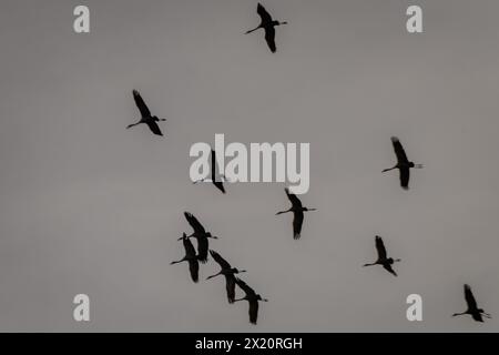 Photo à mise au point sélective. Troupeau d'oiseaux de grue commune volant dans le ciel. Banque D'Images