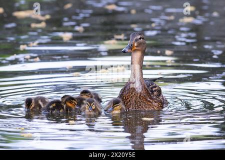 Poule colvert curieuse avec poussins nouveau-nés (Anas platyrhynchos) Banque D'Images