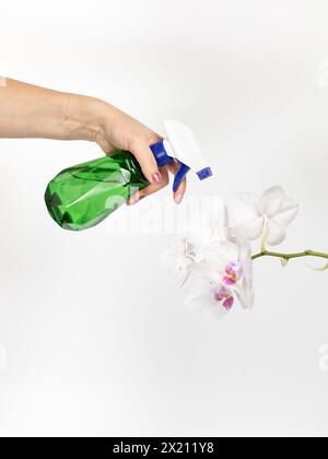 Femme avec un pulvérisateur et fleurs d'orchidée blanche sur le fond blanc. Banque D'Images