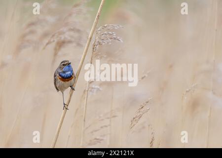 Gorgebleue à miroir mâle posé sur un roseau, France, nord, printemps Banque D'Images