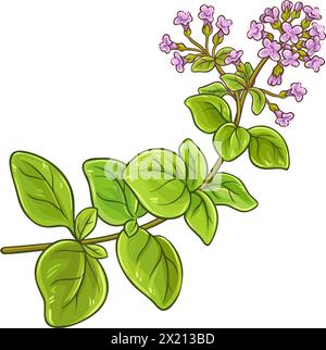 Illustration détaillée colorée de branche d'origan Illustration de Vecteur