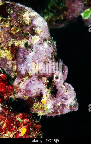 Scorpionfish du diable Banque D'Images