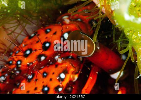 Crabe ermite à taches blanches Banque D'Images