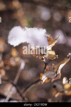 PLANT DE COTON PRÊT À ÊTRE RÉCOLTÉ Banque D'Images