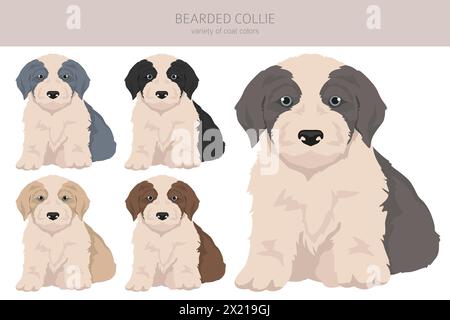 Chien Collie barbu chiot clipart. Toutes les couleurs de manteau sont définies. Position différente. Toutes les races de chiens caractéristiques infographie. Illustration vectorielle Illustration de Vecteur