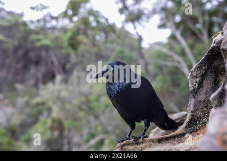 Corbeau australien, Corvus coronoides, est un oiseau corvidés passereau originaire d'Australie, photographié ici dans le parc national de Ku-Ring-Gai Chase à Sydney, Nouvelle-Galles du Sud Banque D'Images