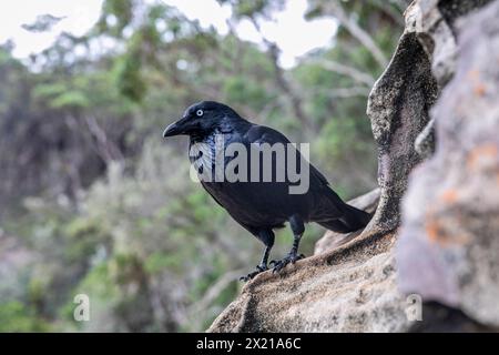 Corbeau australien, Corvus coronoides, est un oiseau corvidés passereau originaire d'Australie, photographié ici dans le parc national de Ku-Ring-Gai Chase à Sydney, Nouvelle-Galles du Sud Banque D'Images