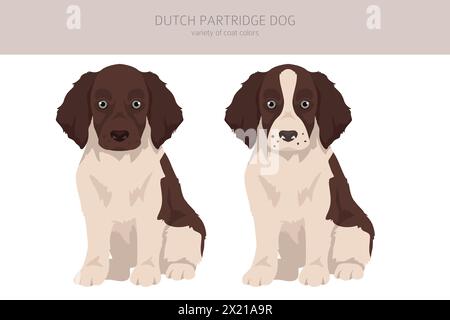 Clipart de chiot chien perdrix hollandais. Différentes poses, couleurs de manteau définies. Illustration vectorielle Illustration de Vecteur