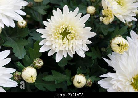 Chrysanthème blanc Banque D'Images