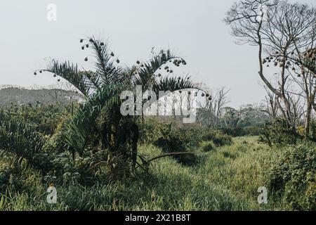 Tisserand endémique du renard en Ouganda, parc national de la Reine Elizabeth Banque D'Images