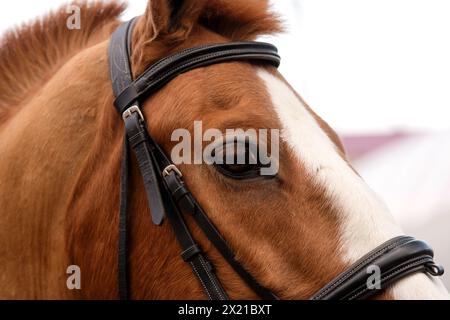 Gros plan de la tête de cheval bridée, vue de côté. Sport équestre. Arrière-plan d'école d'équitation Banque D'Images