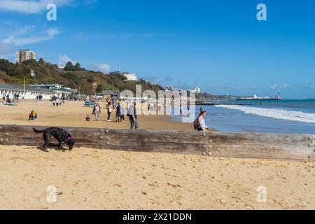 Bournemouth, Royaume-Uni - 30 mars 2024 : un chien noir sur Middle Chine Beach à côté d'un Groyne en bois devant les gens sur la plage. Banque D'Images