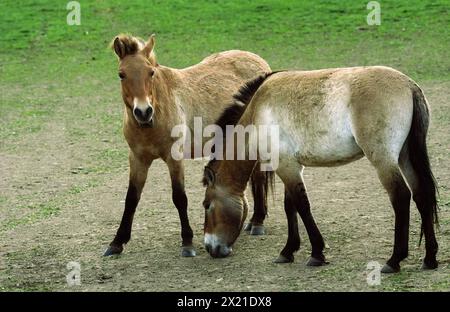 Dolni Dobrejov, République tchèque. 16 avril 2024. Les chevaux de Przewalski se tiennent dans une station d'acclimatation. Le zoo de Prague lance un nouveau projet pour libérer les rares chevaux de Przewalski dans la nature au Kazakhstan. À la station d’acclimatation de Dolni Dobrejov, les animaux s’habituent à la vie dans des conditions météorologiques difficiles. Le 3 juin, deux avions de transport de l'armée de l'air tchèque amèneront huit chevaux à la steppe d'Asie centrale - quatre de la République tchèque et quatre d'Allemagne. Crédit : Michael Heitmann/dpa/Alamy Live News Banque D'Images