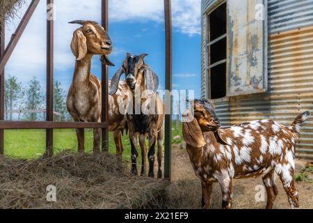 Chèvres repérées, champ de ferme le jour nuageux Banque D'Images