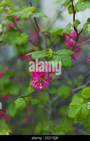 Fleurs roses vibrantes sur des branches vertes printanières Banque D'Images